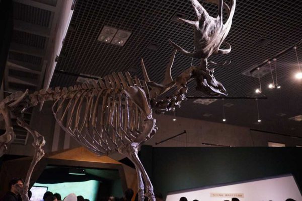 ラスコー展 シカの骨格