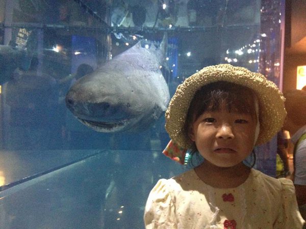 サメの模型