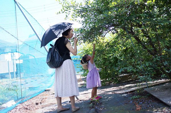 ブルーベリー摘み(石井農園)