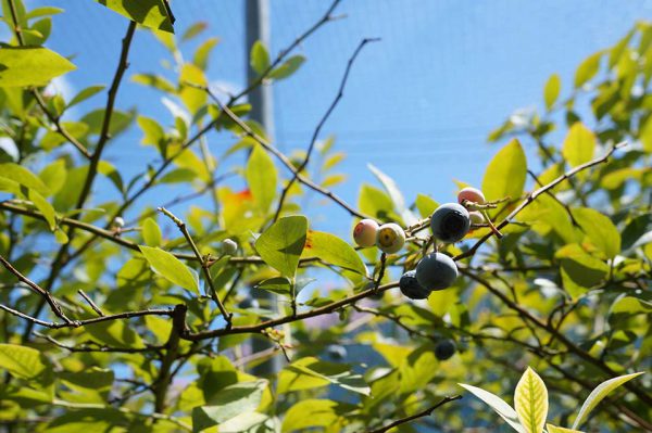 ブルーベリー摘み(石井農園)
