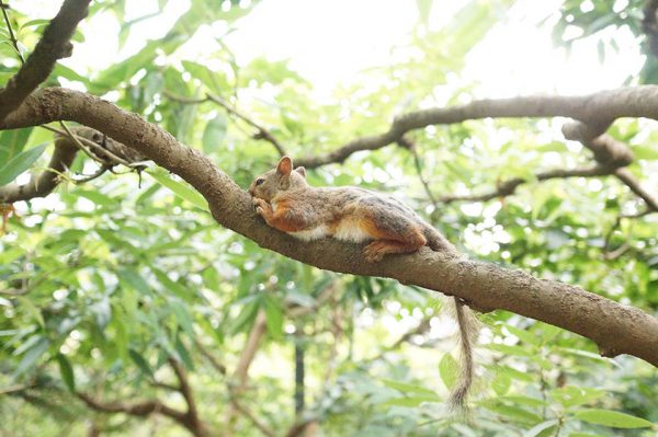 木の枝で寝そべるリス