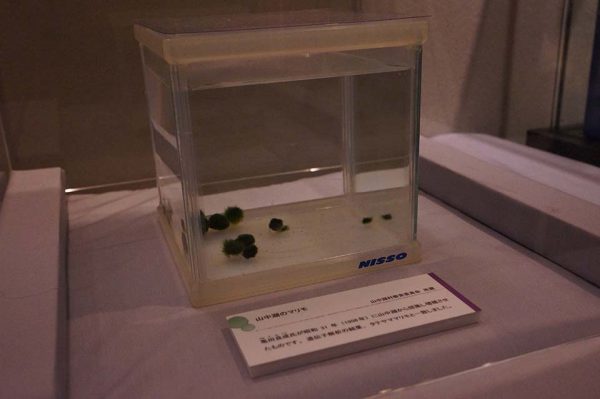 山中湖で採集されたマリモ