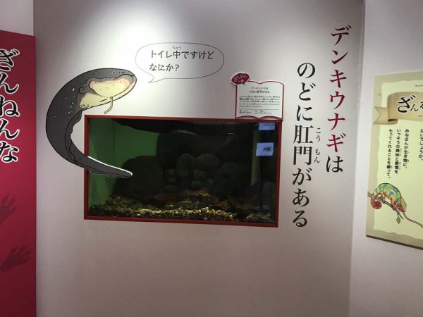 デンキウナギ