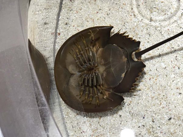 カブトガニの裏側