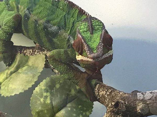 カメレオン