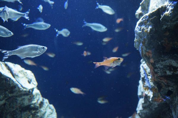 小魚