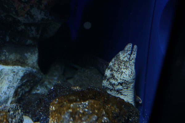 ウツボ