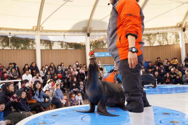 アシカショー 門松を鼻の上に