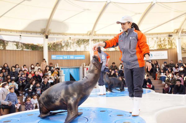 アシカショー 餌やり