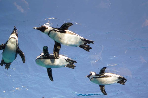 マリンガーデン ペンギンたちと青空