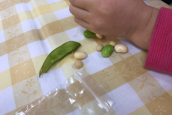 枝豆、大豆